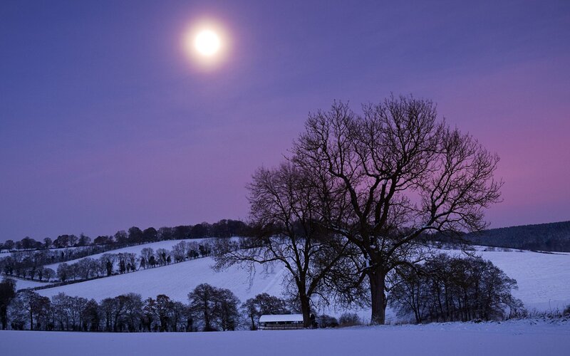 Bare Tree in Snow — Purple, Serene, Night