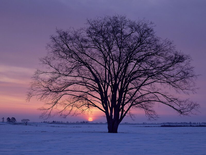 Bare Tree in Snow — Purple, Serene, Sunset, Photograph, Sky