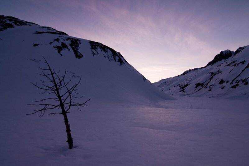 Bare Tree in Snow — Purple, Serene, Sunset, Photograph