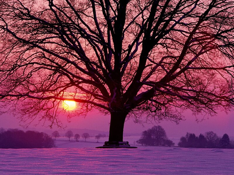 Bare Tree in Snow — Purple, Serene, Sunset