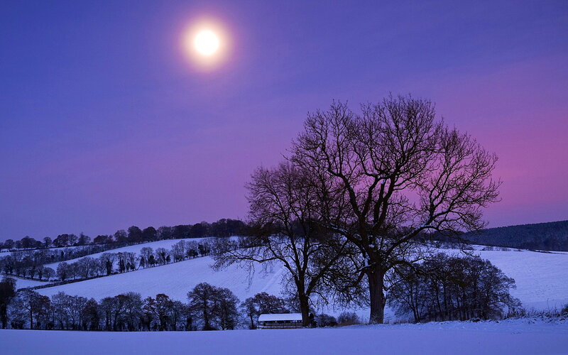 Bare Tree in Snow — Purple, Serene