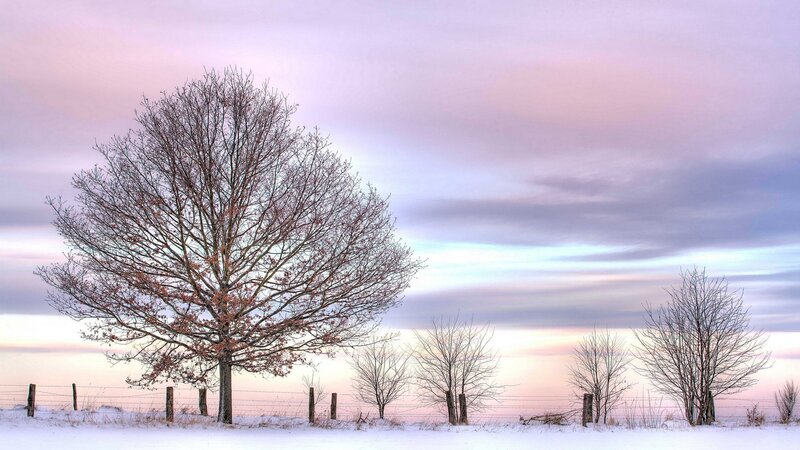Bare Tree in Snow — Purple, Serene, Winter