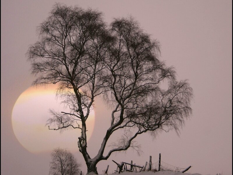 Bare Tree in Snow