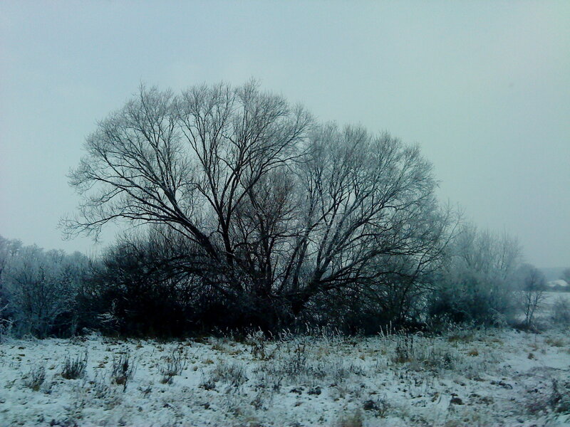 Bare Tree in Snow — White, Cold