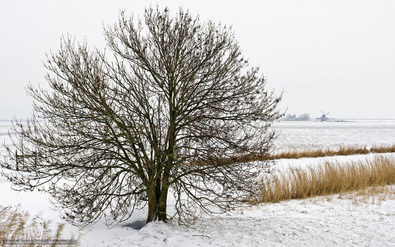 Bare Tree in Snow — White, Cold, Winter, Photograph, Field