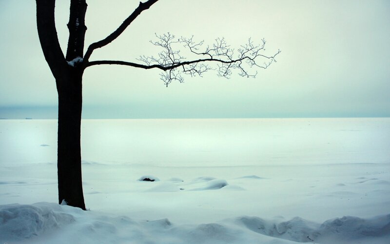 Bare Tree in Snow — White, Cold, Winter, Photograph, Sky, Branch