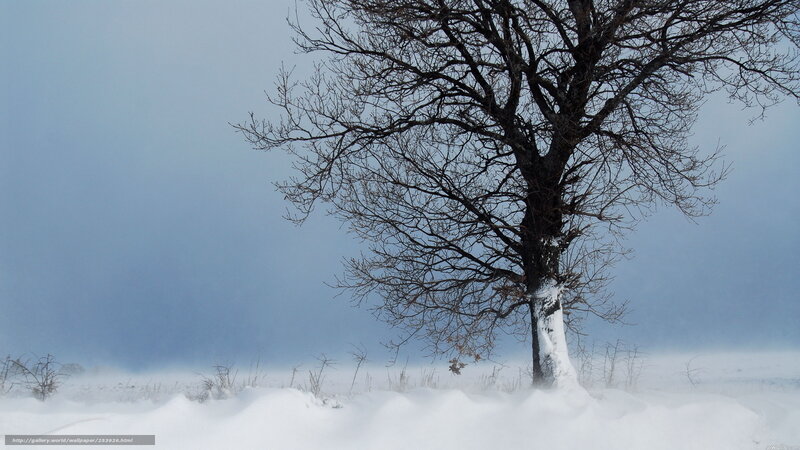Bare Tree in Snow — White, Cold, Winter, Photograph, Sky