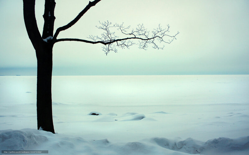 Bare Tree in Snow — White, Cold, Winter, Photograph