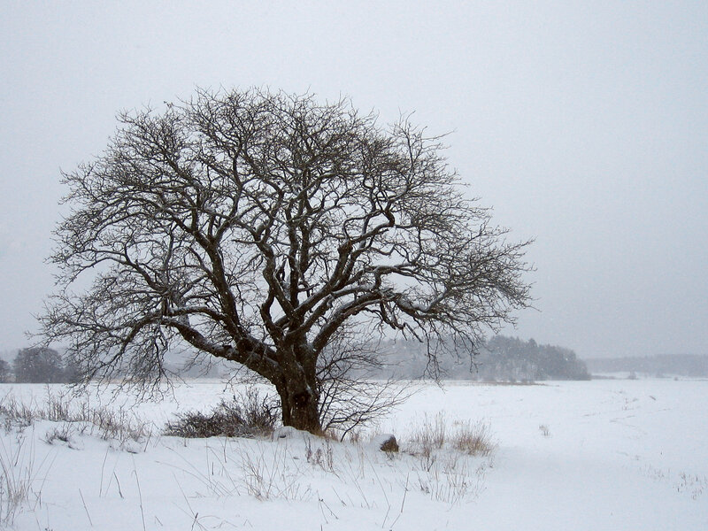 Bare Tree in Snow — White, Cold, Winter