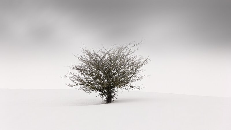 Bare Tree in Snow — White, Desolate, Winter, Photograph, Sky
