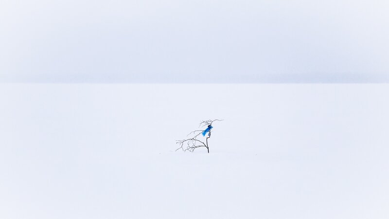 Bare Tree in Snow — White, Desolate, Winter, Photograph
