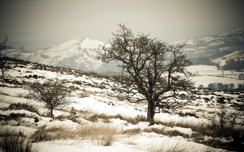 Bare Tree in Snow — White, Desolate, Winter