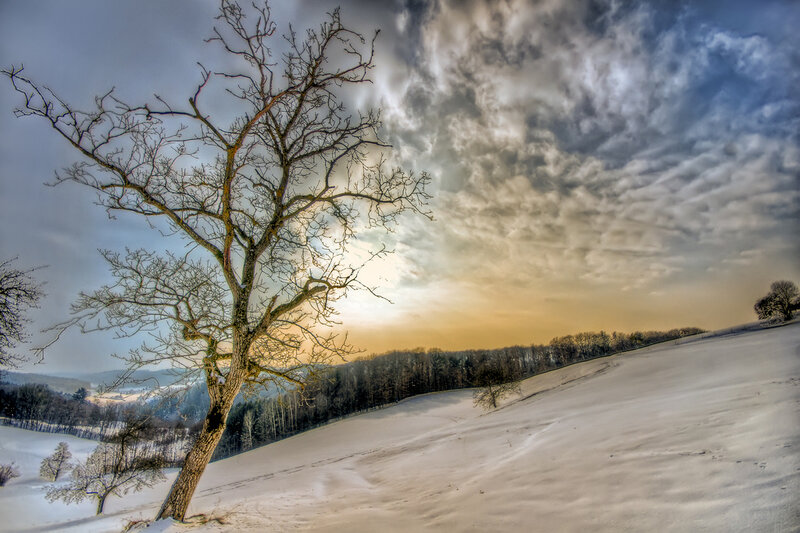 Bare Tree in Snow — White, Dramatic