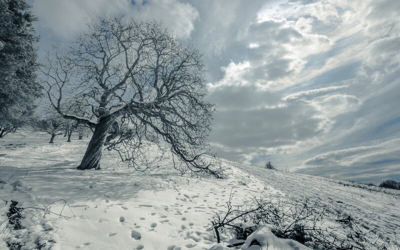 Bare Tree in Snow — White, Dramatic, Winter, Photograph