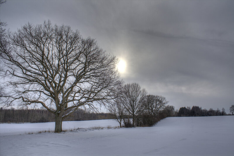 Bare Tree in Snow — White, Dramatic, Winter