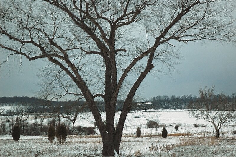 Bare Tree in Snow — White, Dreary