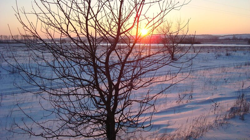 Bare Tree in Snow — White, Serene, Sunset