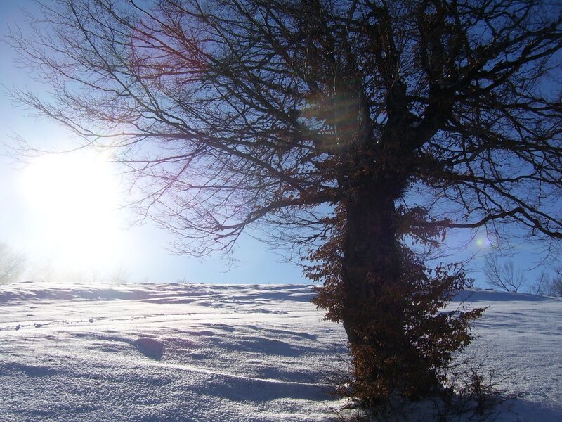 Bare Tree in Snow — White, Serene