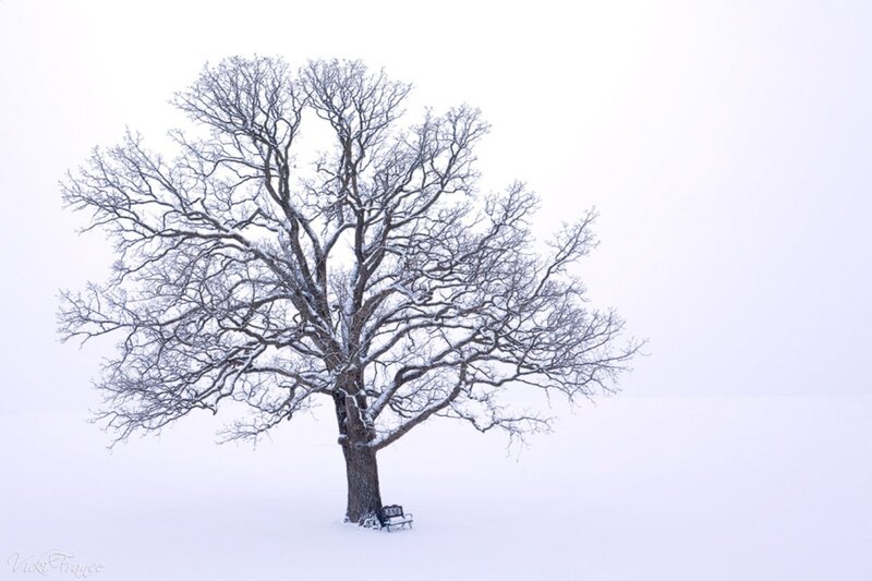 Bare Tree in Snow — White, Serene, Winter, Photograph, Bench