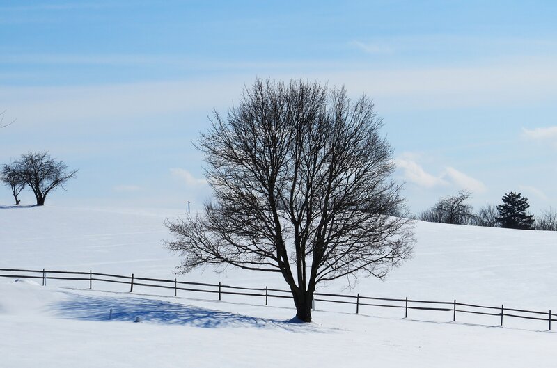 Bare Tree in Snow — White, Serene, Winter, Photograph, Fence, Hills