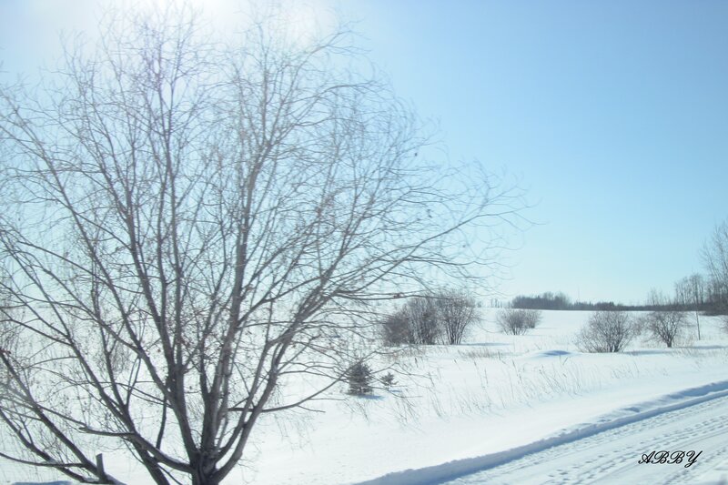 Bare Tree in Snow — White, Serene, Winter, Photograph, Sky