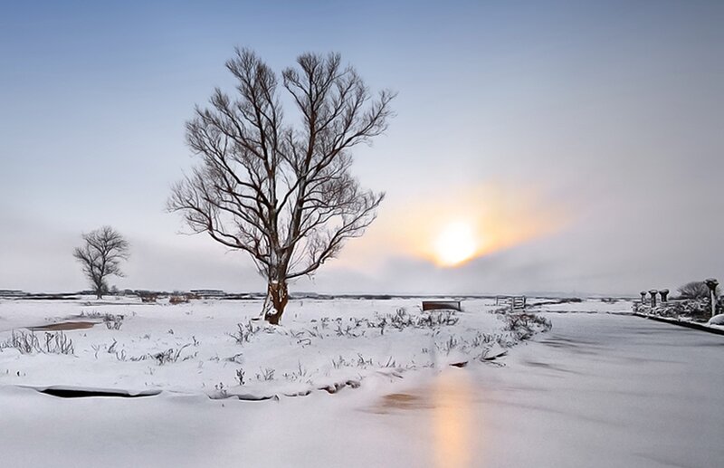 Bare Tree in Snow — White, Serene, Winter, Photograph, Sun