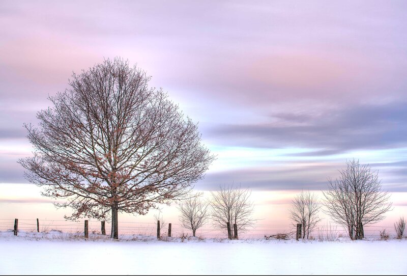 Bare Tree in Snow — White, Serene, Winter, Photograph, Trees