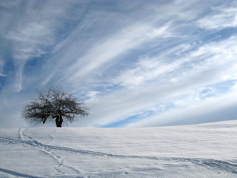 Bare Tree in Snow — White, Serene, Winter