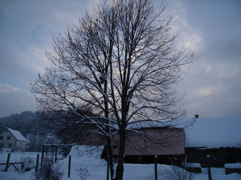 Bare Tree in Snow — White