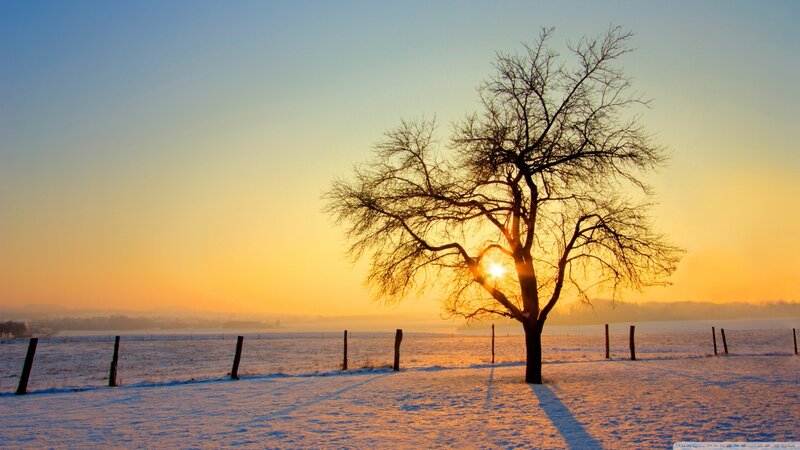 Bare Tree in Snow — Yellow, Serene