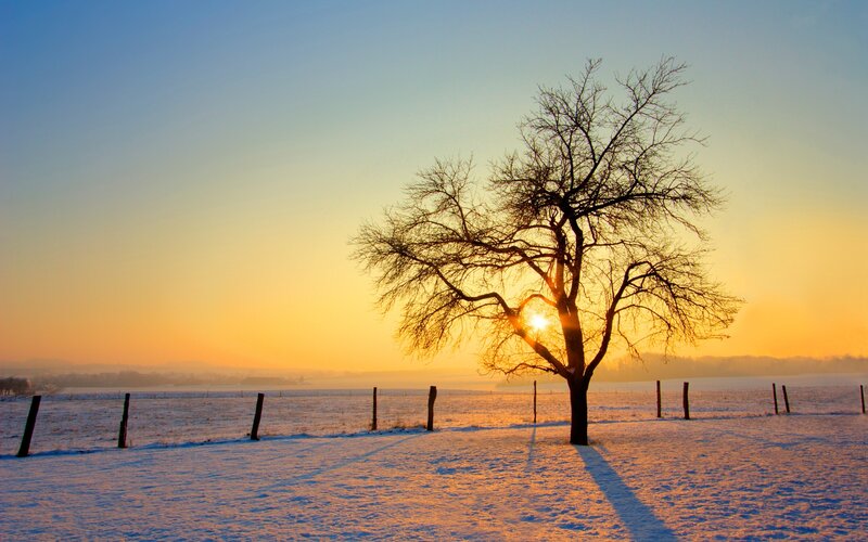 Bare Tree in Snow — Yellow, Serene, Winter, Photograph