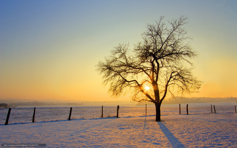 Bare Tree in Snow — Yellow, Serene, Winter