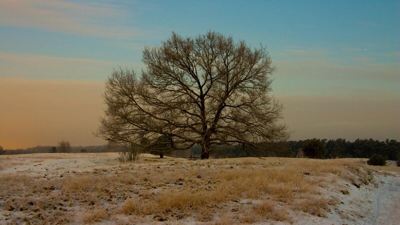 Bare Tree in Snowy Field — Blue, Serene