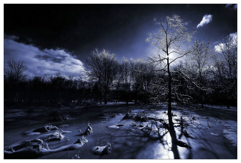 Bare Tree in Snowy Field — Blue