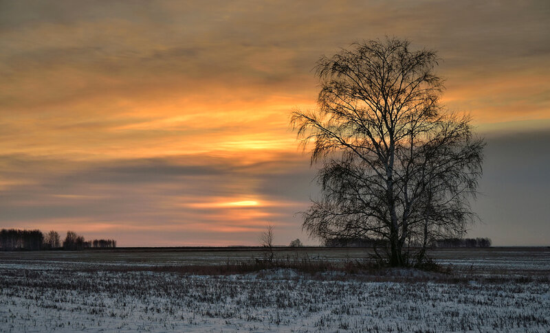 Bare Tree in Snowy Field — Orange