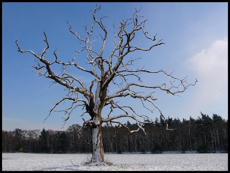 Bare tree in snowy field