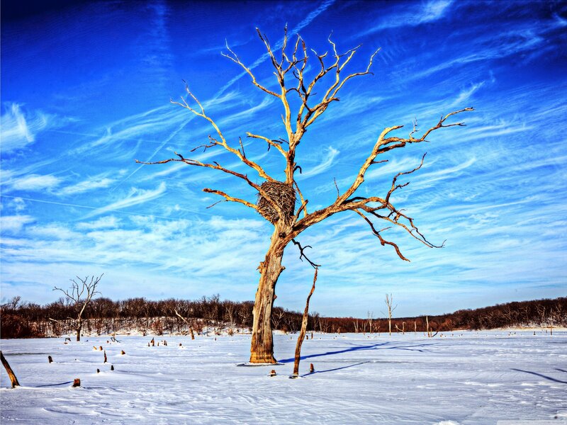 Bare tree in snowy landscape