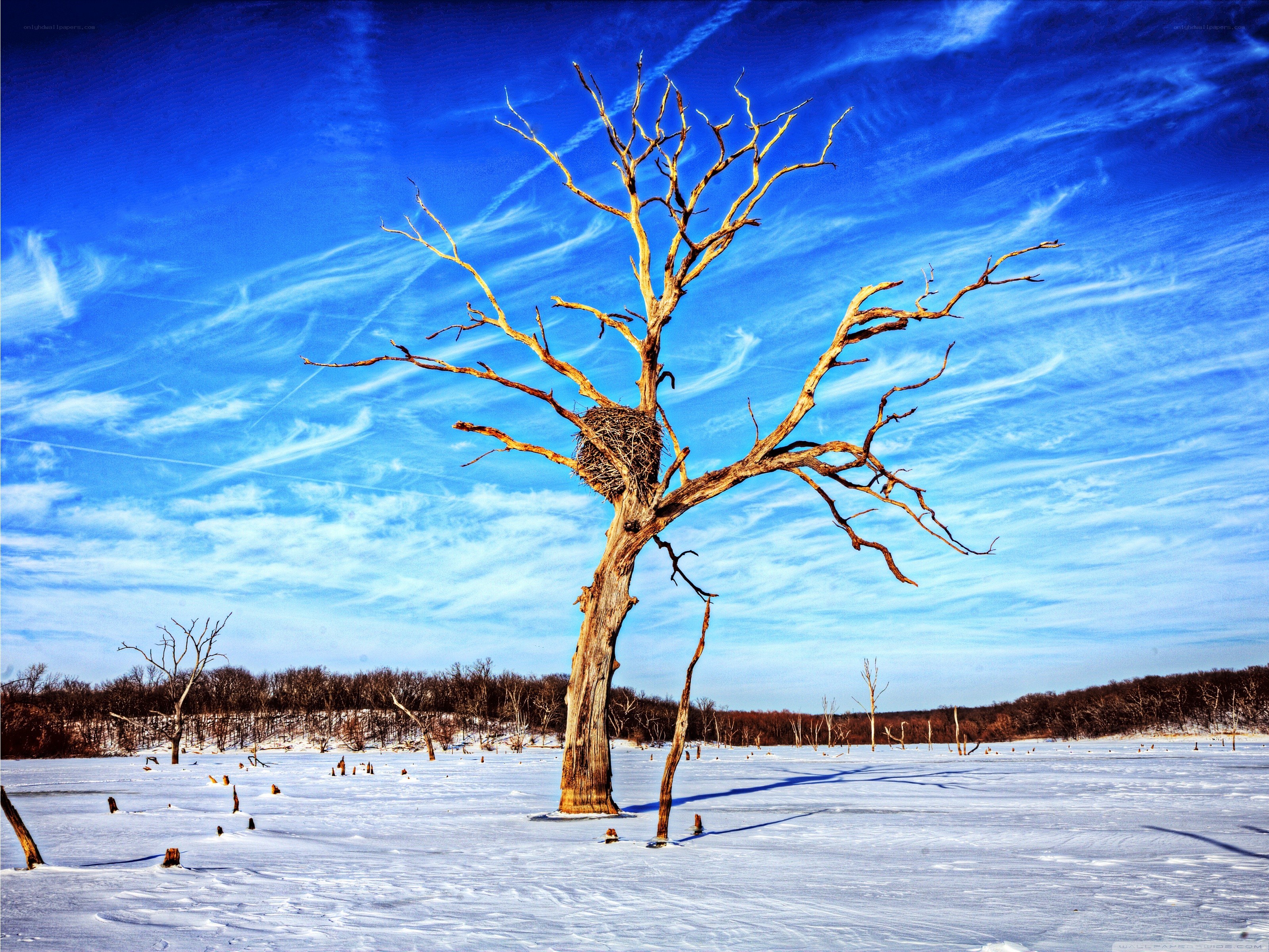 Bare tree in snowy landscape