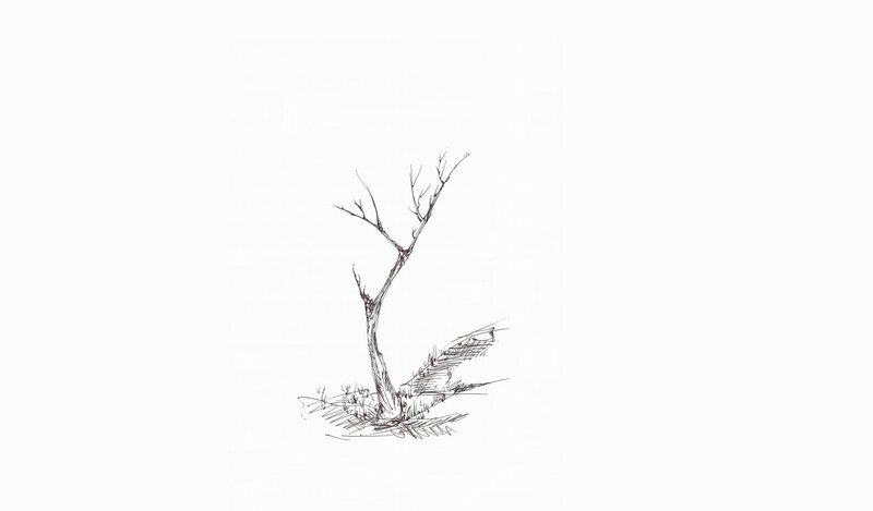 Bare Tree in Soil