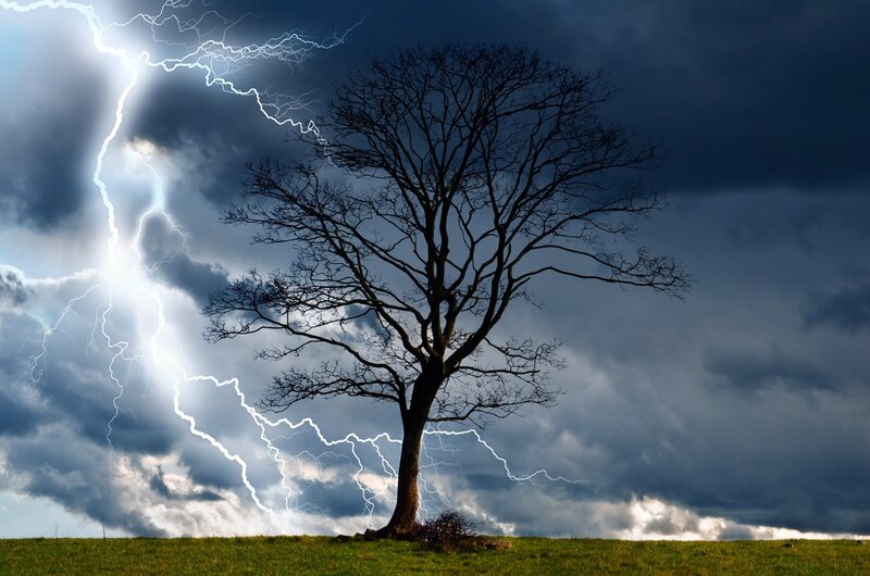 Bare Tree in Storm — Green