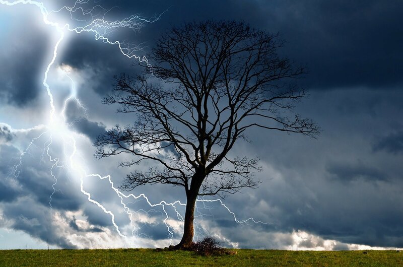 Bare Tree in Storm