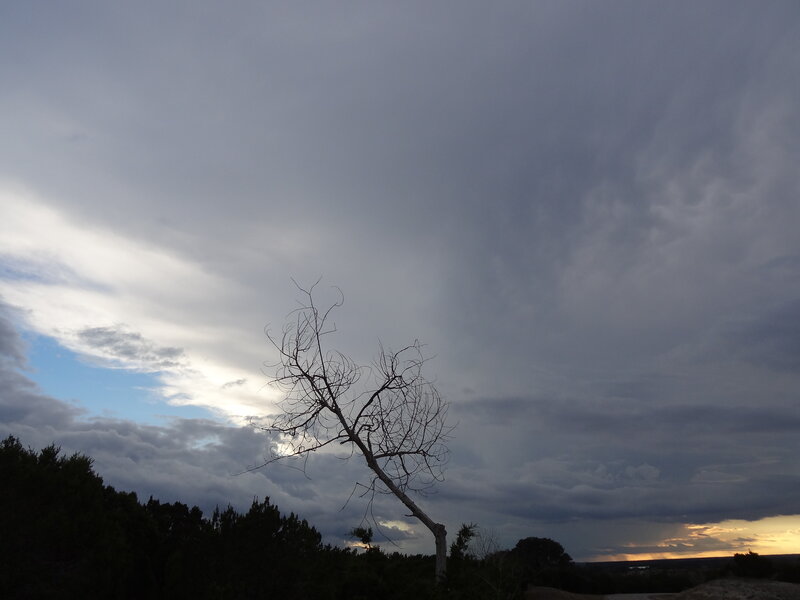 Bare Tree in Stormy Sky