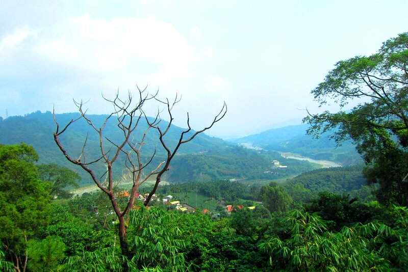 Bare Tree in Valley