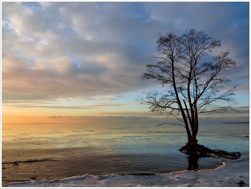Bare Tree in Water — Blue