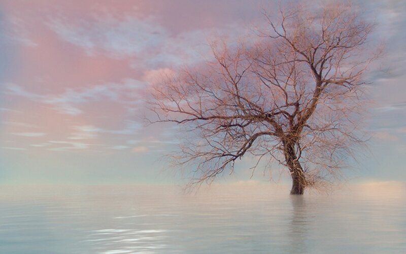 Bare Tree in Water — Pink, Serene