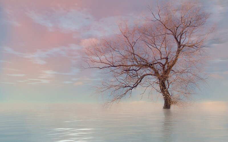 Bare Tree in Water — Pink