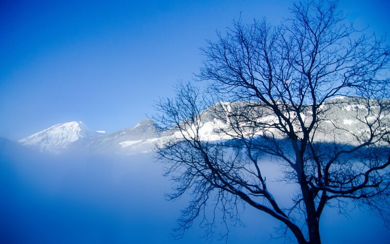 Bare Tree in Winter — Blue, Serene, Photograph