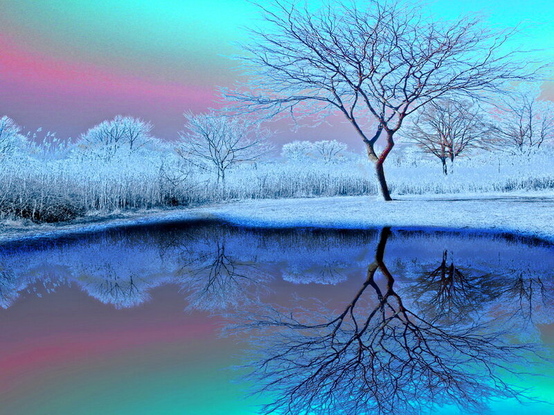 Bare Tree in Winter — Blue