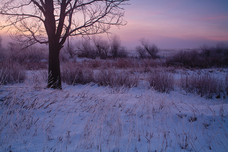 Bare Tree in Winter Field — Purple