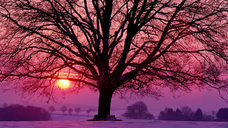 Bare Tree in Winter Field